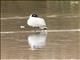 Andean Gull (Chroicocephalus serranus) - Breeding