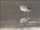 Lesser Yellowlegs (Tringa flavipes)