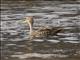 Yellow-billed Pintail (Anas georgica)