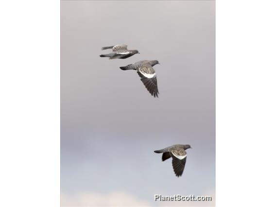 Spot-winged Pigeon (Patagioenas maculosa)