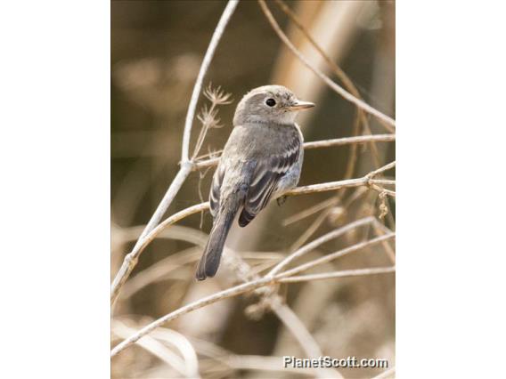 Gray Flycatcher (Empidonax wrightii)