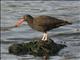 Black Oystercatcher (Haematopus bachmani)