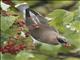 Cedar Waxwing (Bombycilla cedrorum)