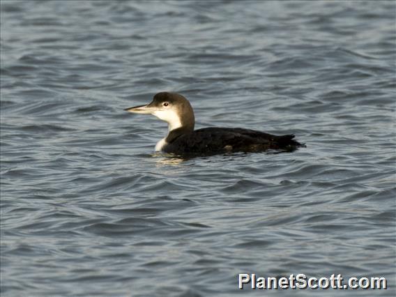 Common Loon (Gavia immer)