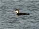 Common Loon (Gavia immer)