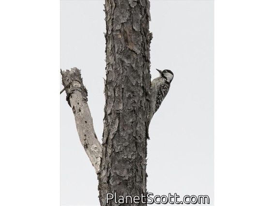 Red-cockaded Woodpecker (Leuconotopicus borealis)