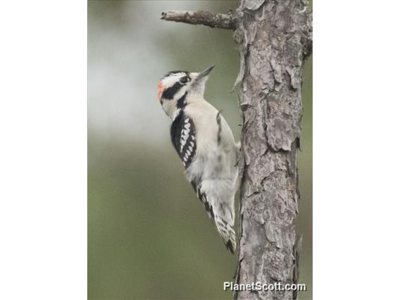 Downy Woodpecker (Picoides pubescens)