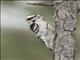 Downy Woodpecker (Picoides pubescens)