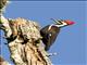 Pileated Woodpecker (Dryocopus pileatus)