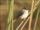 Eastern Phoebe (Sayornis phoebe)