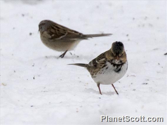 Harris's Sparrow (Zonotrichia querula)