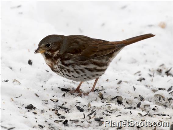 Fox Sparrow (Passerella iliaca)