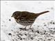 Fox Sparrow (Passerella iliaca)