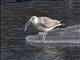 American Herring Gull (Larus smithsonianus) -3rd Winter