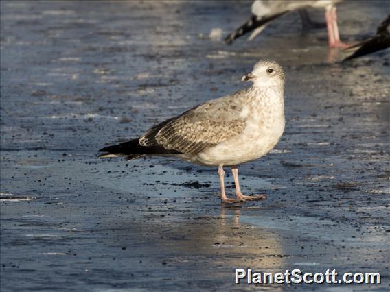 American Herring Gull (Larus smithsonianus) 2nd Winter