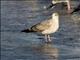 American Herring Gull (Larus smithsonianus) 2nd Winter