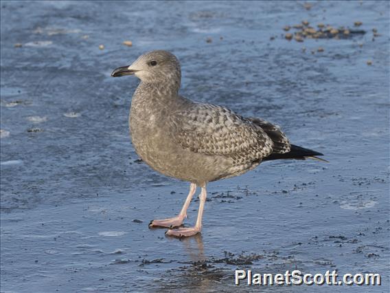 American Herring Gull (Larus smithsonianus) 1st Winter