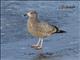 American Herring Gull (Larus smithsonianus) 1st Winter