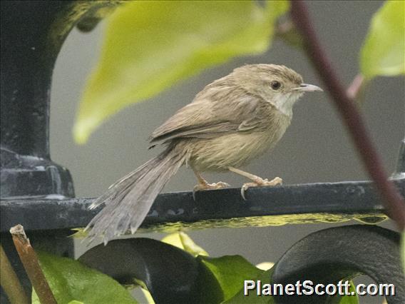 Delicate Prinia (Prinia lepida)