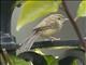 Graceful Prinia (Prinia gracilis)