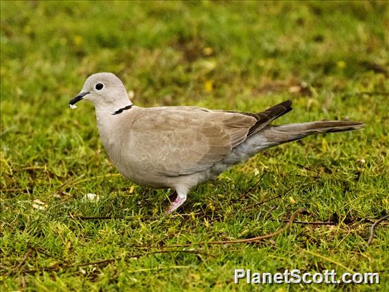 Eurasian Collared-Dove (Streptopelia decaocto)