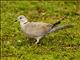 Eurasian Collared-Dove (Streptopelia decaocto)