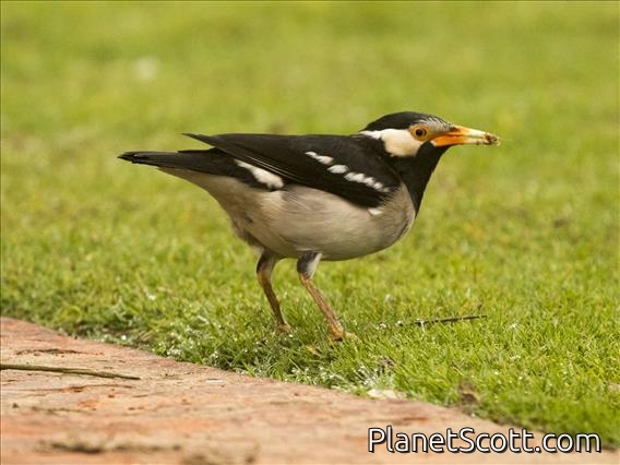 Indian Pied Starling (Gracupica contra)