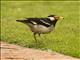 Asian Pied Starling (Gracupica contra)