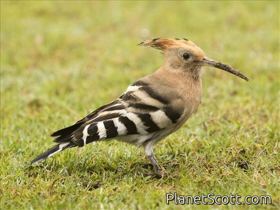 Common Hoopoe (Upupa epops)