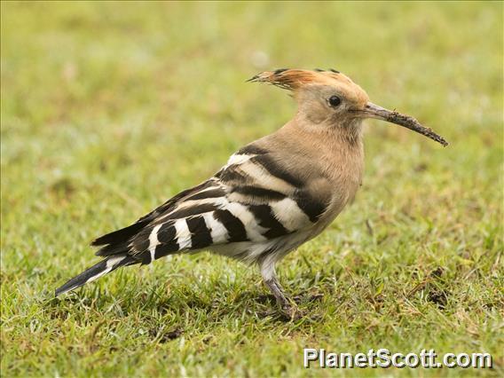 Eurasian Hoopoe (Upupa epops)