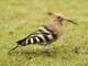 Common Hoopoe (Upupa epops)