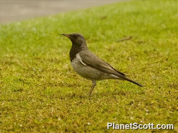 Black-throated Thrush (Turdus atrogularis)