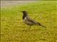 Black-throated Thrush (Turdus atrogularis)