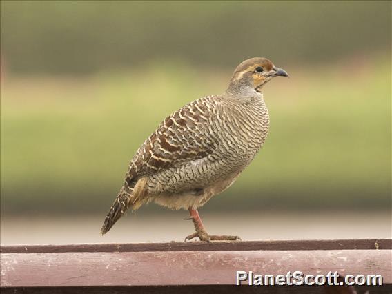 Gray Francolin (Ortygornis pondicerianus)