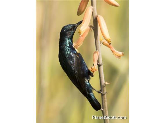 Purple Sunbird (Cinnyris asiaticus)