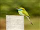 Arabian Green Bee-eater (Merops cyanophrys)