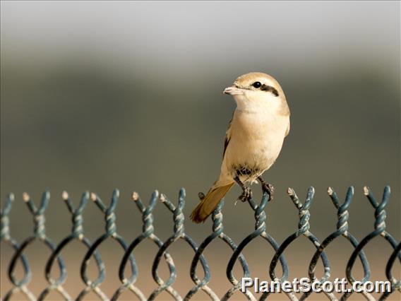 Isabelline Shrike (Lanius isabellinus)