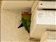 Fischers/Yellow-collared Lovebird (Agapornis fischeri x personatus)