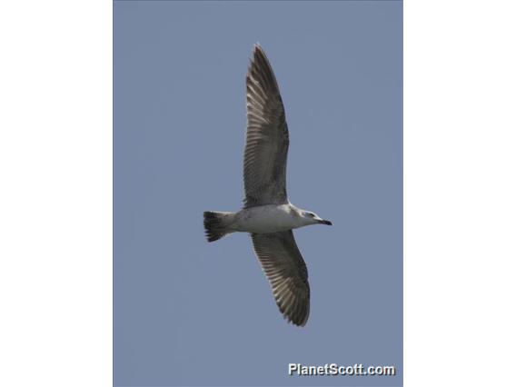 Caspian Gull (Larus cachinnans)