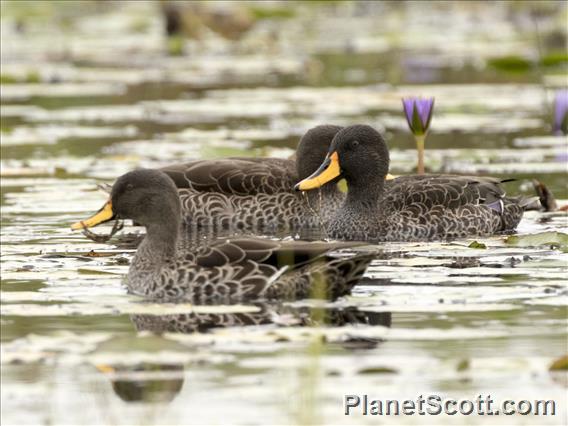 Yellow-billed Duck (Anas undulata)