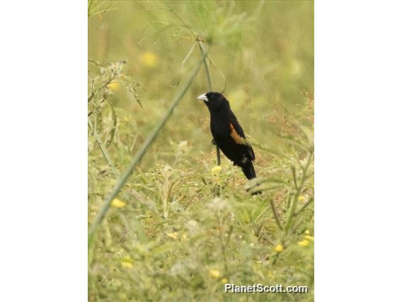 Fan-tailed Widowbird (Euplectes axillaris)