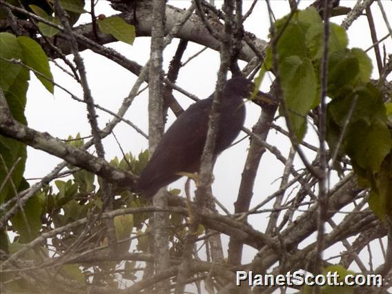 Rufous-bellied Heron (Ardeola rufiventris)