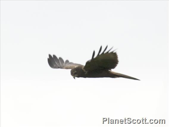 African Marsh-Harrier (Circus ranivorus)