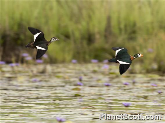 African Pygmy-goose (Nettapus auritus)