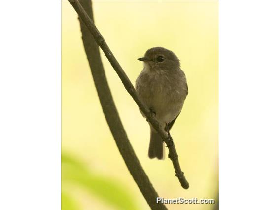 Swamp Flycatcher (Muscicapa aquatica)