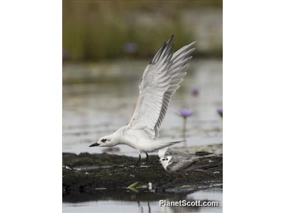 Gull-billed Tern (Gelochelidon nilotica)