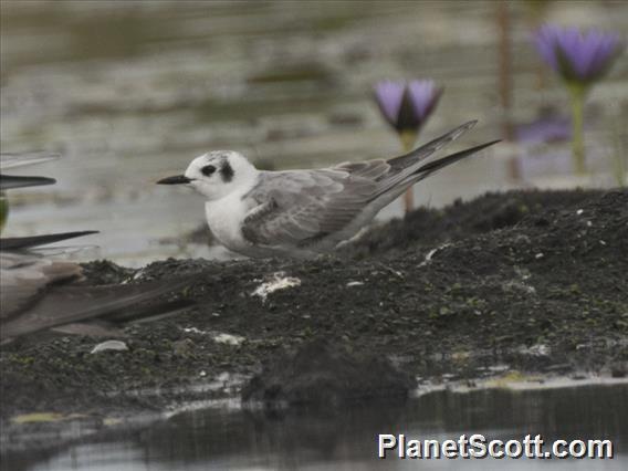 White-winged Tern (Chlidonias leucopterus)