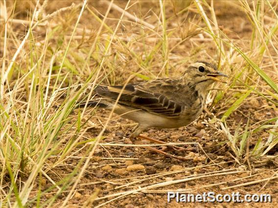 African Pipit (Anthus cinnamomeus)