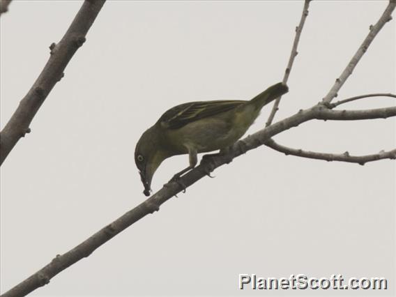 Weyns's Weaver (Ploceus weynsi)