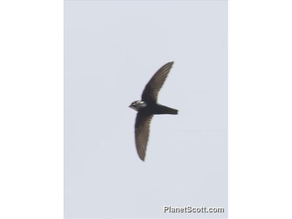 Little Swift (Apus affinis)